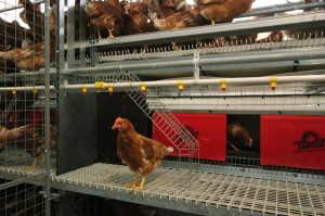 Comfort-2-inside-aviary-system-foto-6-1400x933