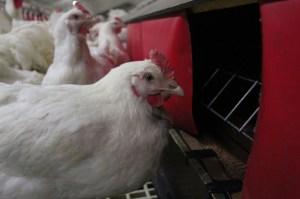 Foto-Premium+-legnest-website-2-1400x933