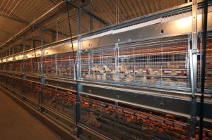 Foto-RearMaxx-2-1400x933