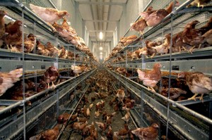 Foto-RearMaxx-3-1400x933