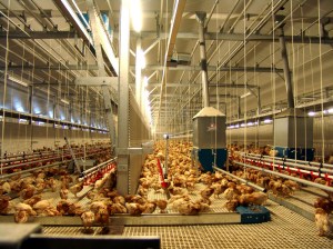 NivoVaria-foto-5-1400x1050