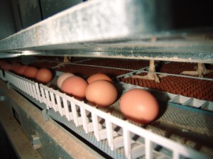 VolMaxx-colony-housing-foto-2-1400x1050